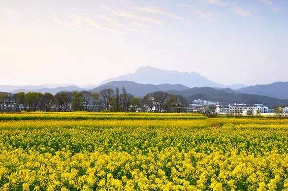 安慶潛山：突出個性特色，推動鄉(xiāng)村振興