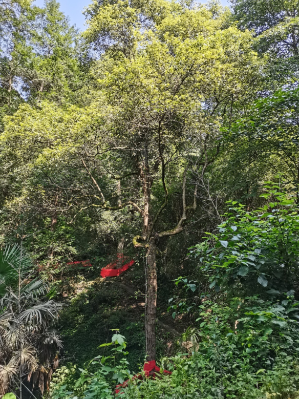發(fā)力五型經(jīng)濟(jì)，著力打造“中國龍腦之都”