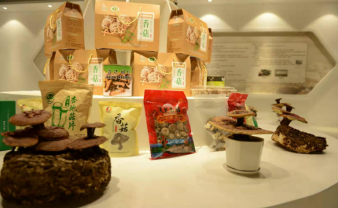 依托蘋果和香菇兩大特色優(yōu)勢(shì)產(chǎn)業(yè)，萬(wàn)榮縣積極申創(chuàng)國(guó)家農(nóng)業(yè)現(xiàn)代化示范區(qū)
